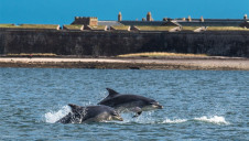 WWF believes that just 1% of UK seas are properly protected, so meeting the 30% target will require extensive investment and collaboration